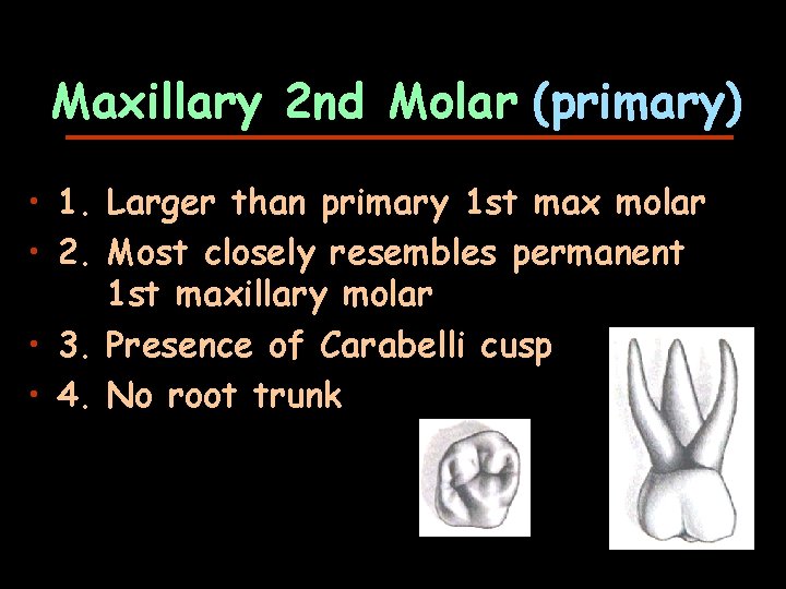 Maxillary 2 nd Molar (primary) • 1. Larger than primary 1 st max molar