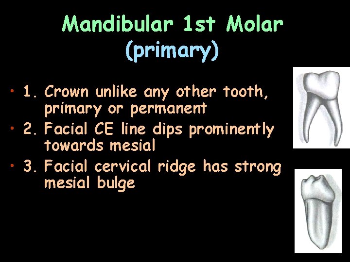 Mandibular 1 st Molar (primary) • 1. Crown unlike any other tooth, primary or