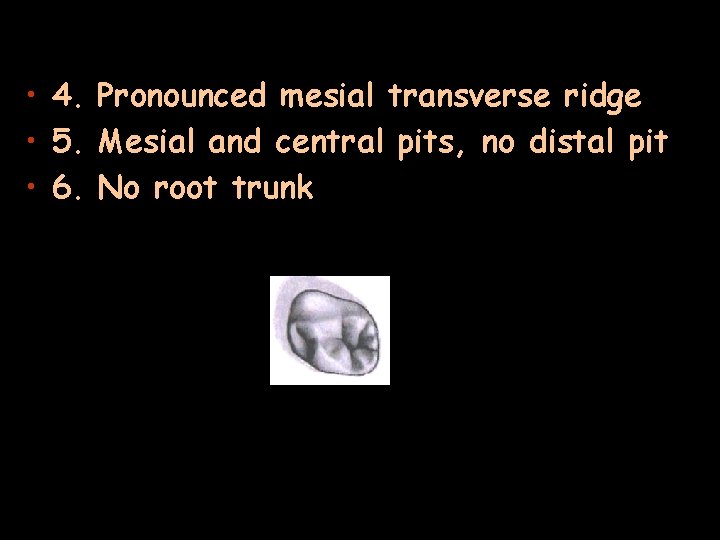  • 4. Pronounced mesial transverse ridge • 5. Mesial and central pits, no