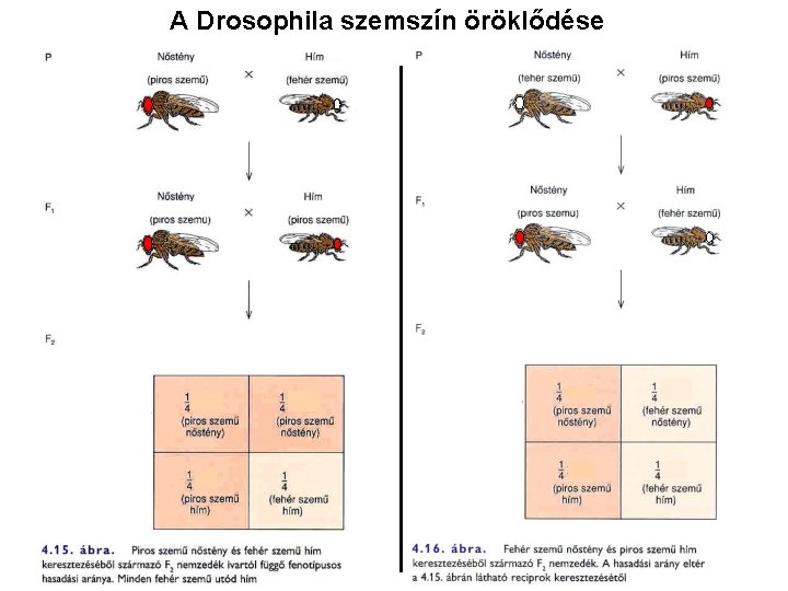 A Drosophila szemszín öröklődése 