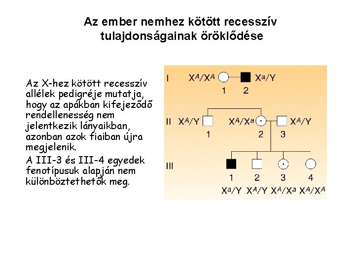 Az ember nemhez kötött recesszív tulajdonságainak öröklődése Az X-hez kötött recesszív allélek pedigréje mutatja,