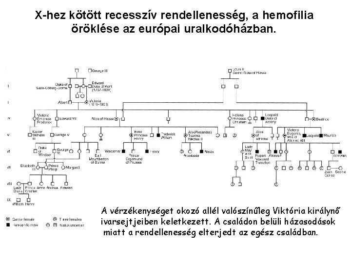 X-hez kötött recesszív rendellenesség, a hemofilia öröklése az európai uralkodóházban. A vérzékenységet okozó allél