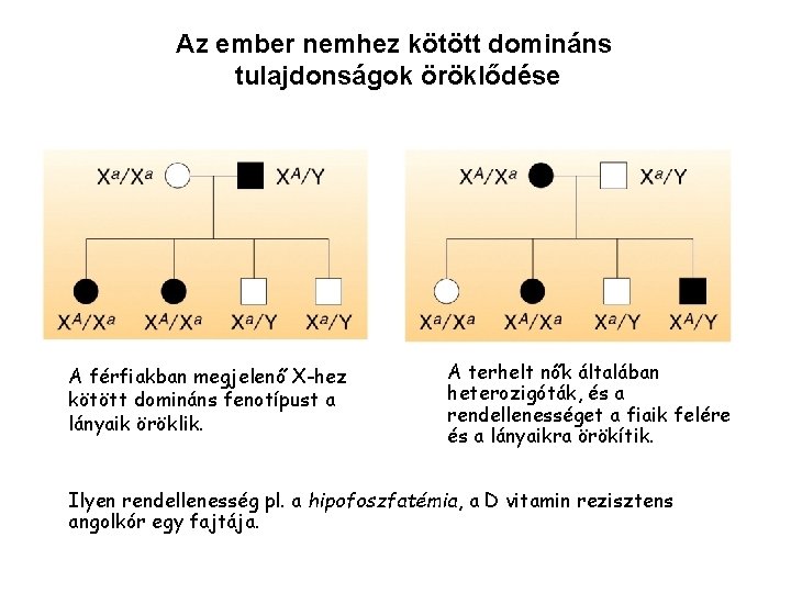 Az ember nemhez kötött domináns tulajdonságok öröklődése A férfiakban megjelenő X-hez kötött domináns fenotípust