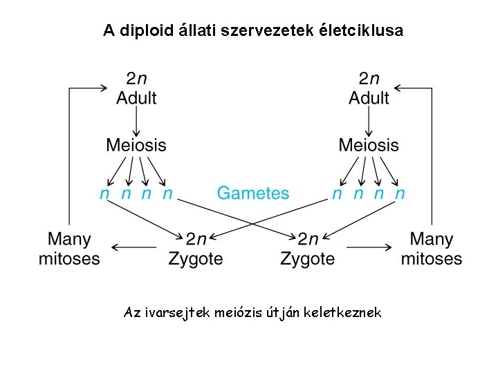 A diploid állati szervezetek életciklusa Az ivarsejtek meiózis útján keletkeznek 