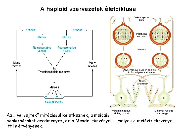A haploid szervezetek életciklusa Az „ivarsejtek” mitózissal keletkeznek, a meiózis haplospórákat eredményez, de a