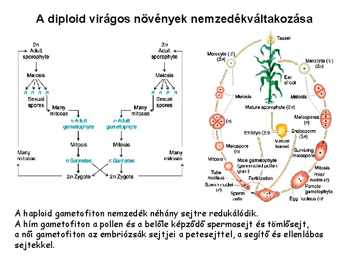 A diploid virágos növények nemzedékváltakozása A haploid gametofiton nemzedék néhány sejtre redukálódik. A hím