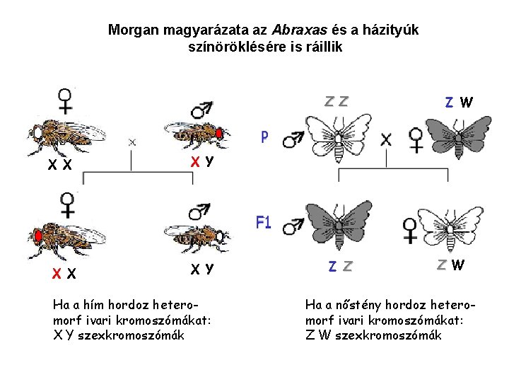 Morgan magyarázata az Abraxas és a házityúk színöröklésére is ráillik Z Z X X