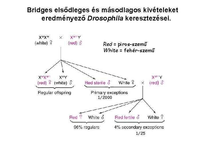 Bridges elsődleges és másodlagos kivételeket eredményező Drosophila keresztezései. Red = piros-szemű White = fehér-szemű