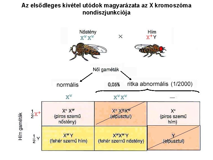 Az elsődleges kivétel utódok magyarázata az X kromoszóma nondiszjunkciója 0, 05% 