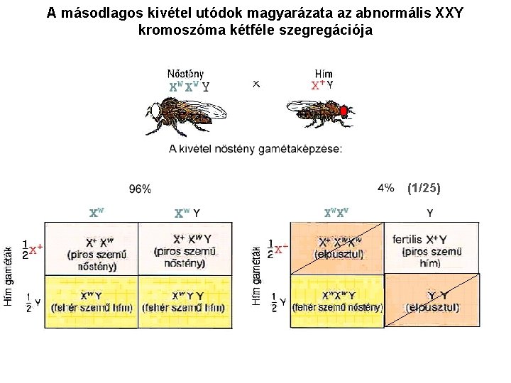 A másodlagos kivétel utódok magyarázata az abnormális XXY kromoszóma kétféle szegregációja (1/25) 