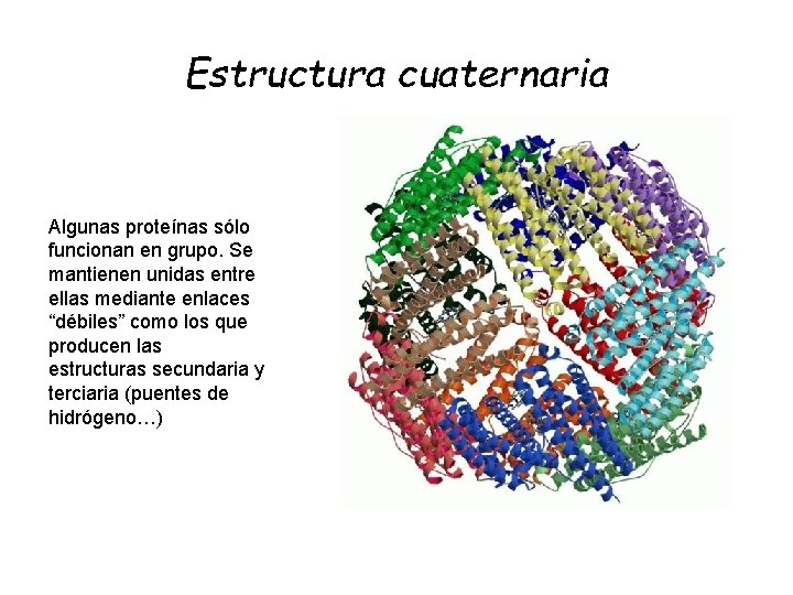 Estructura cuaternaria Algunas proteínas sólo funcionan en grupo. Se mantienen unidas entre ellas mediante