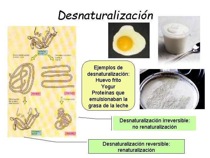 Desnaturalización Ejemplos de desnaturalización: Huevo frito Yogur Proteínas que emulsionaban la grasa de la