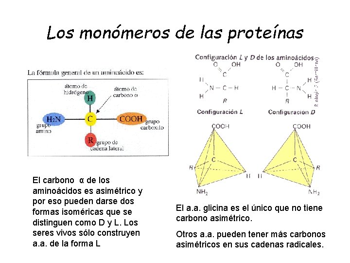 Los monómeros de las proteínas El carbono α de los aminoácidos es asimétrico y