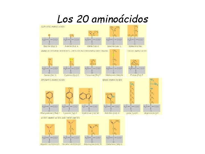 Los 20 aminoácidos 