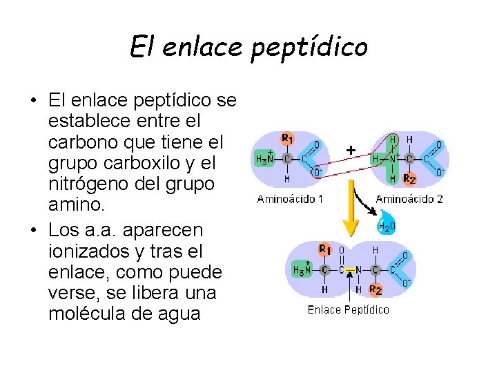 El enlace peptídico • El enlace peptídico se establece entre el carbono que tiene