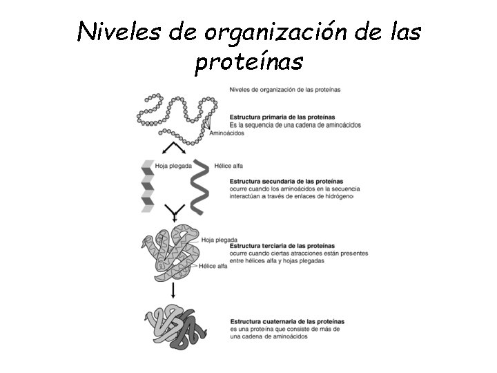 Niveles de organización de las proteínas 