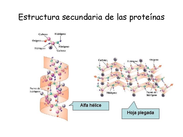 Estructura secundaria de las proteínas Alfa hélice Hoja plegada 