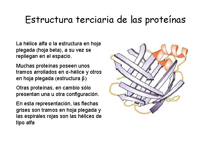 Estructura terciaria de las proteínas La hélice alfa o la estructura en hoja plegada