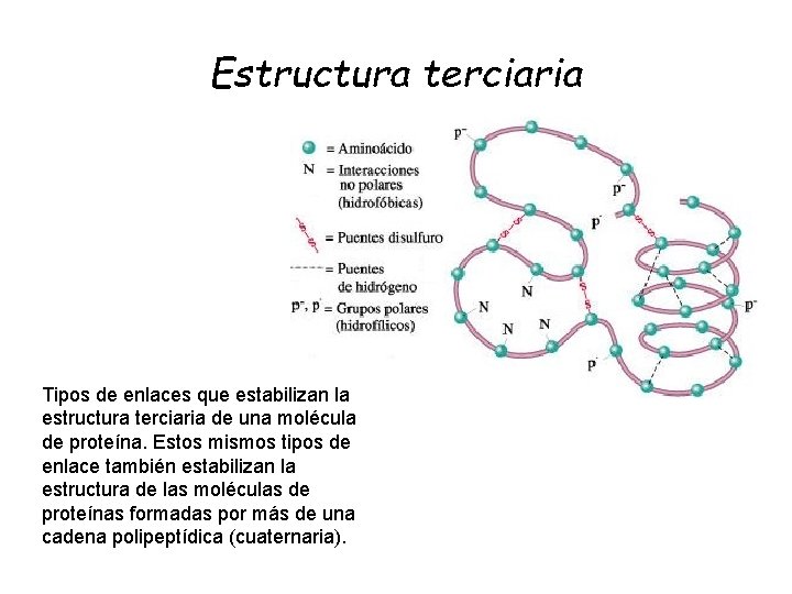 Estructura terciaria Tipos de enlaces que estabilizan la estructura terciaria de una molécula de