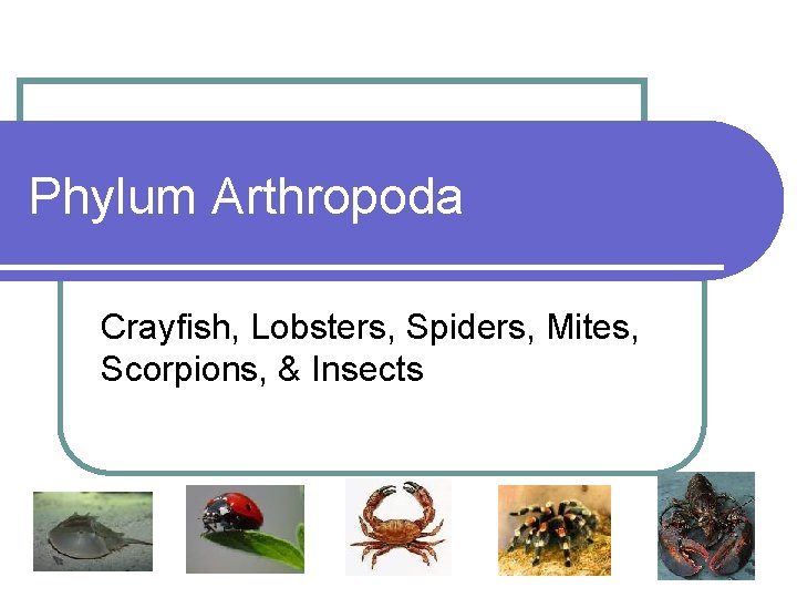 Phylum Arthropoda Crayfish, Lobsters, Spiders, Mites, Scorpions, & Insects 
