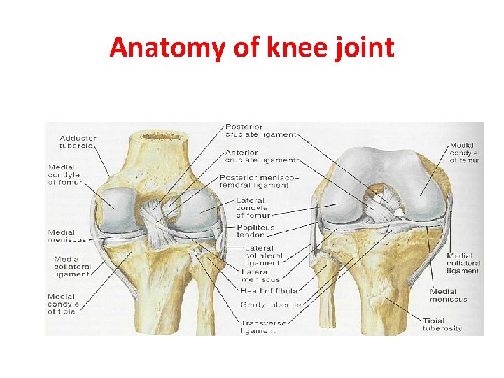 Anatomy of knee joint 