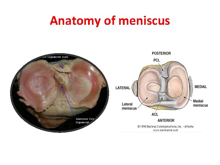 Anatomy of meniscus 