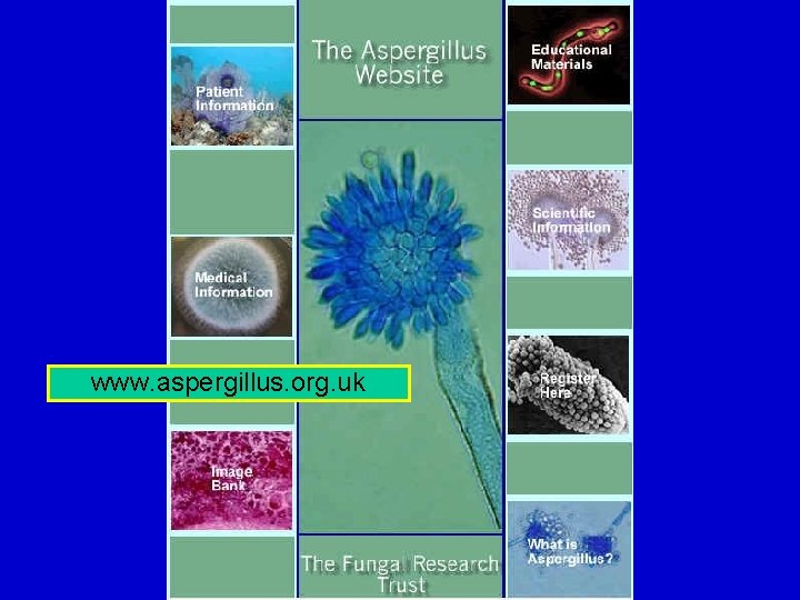 www. aspergillus. org. uk 
