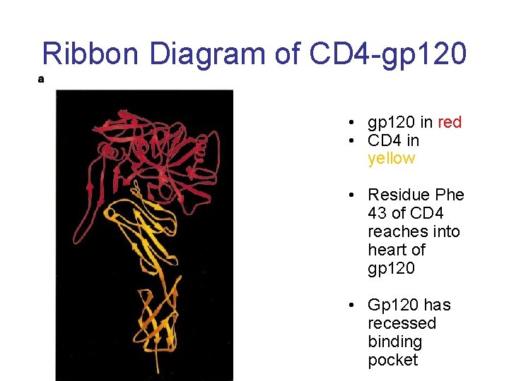 Ribbon Diagram of CD 4 -gp 120 • gp 120 in red • CD