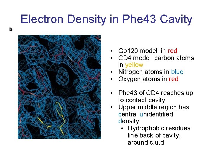Electron Density in Phe 43 Cavity • Gp 120 model in red • CD