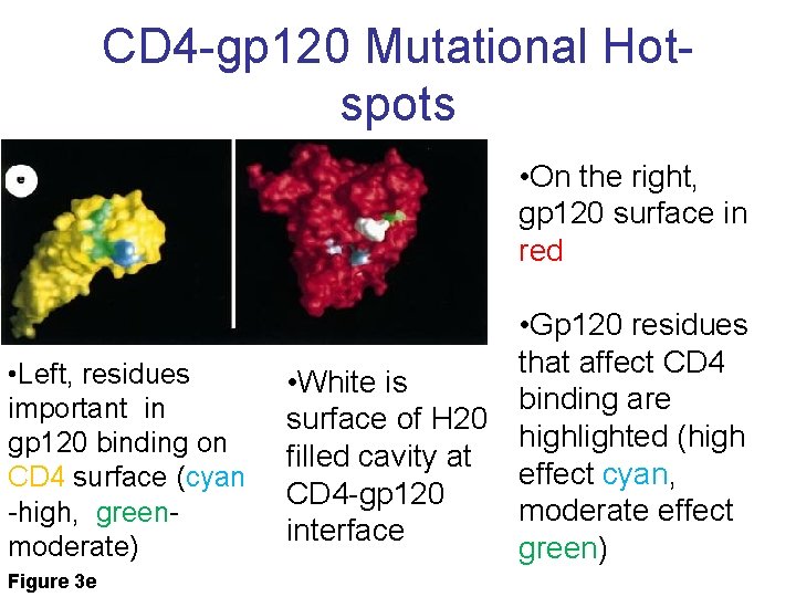 CD 4 -gp 120 Mutational Hotspots • On the right, gp 120 surface in