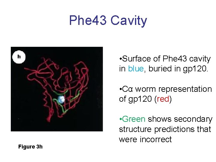 Phe 43 Cavity • Surface of Phe 43 cavity in blue, buried in gp