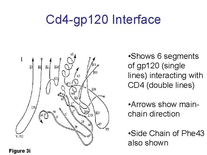 Cd 4 -gp 120 Interface • Shows 6 segments of gp 120 (single lines)