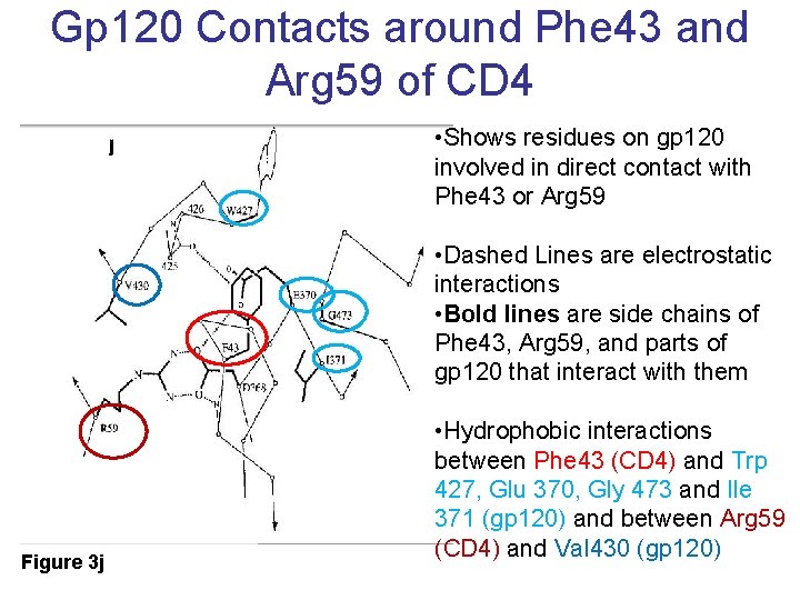 Gp 120 Contacts around Phe 43 and Arg 59 of CD 4 • Shows