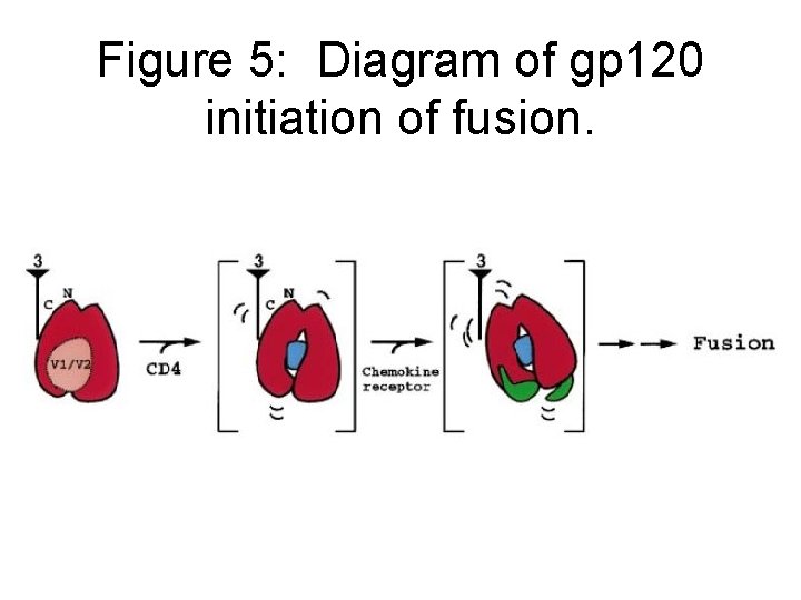 Figure 5: Diagram of gp 120 initiation of fusion. 