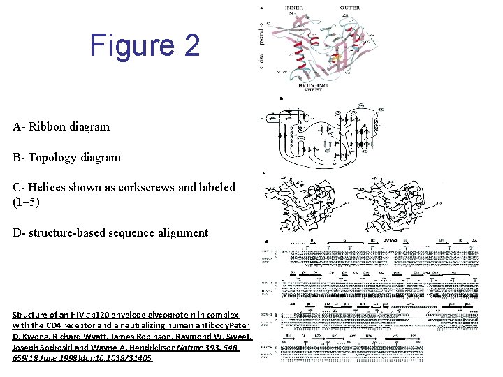Figure 2 A- Ribbon diagram B- Topology diagram C- Helices shown as corkscrews and
