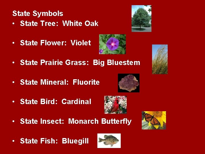 State Symbols • State Tree: White Oak • State Flower: Violet • State Prairie