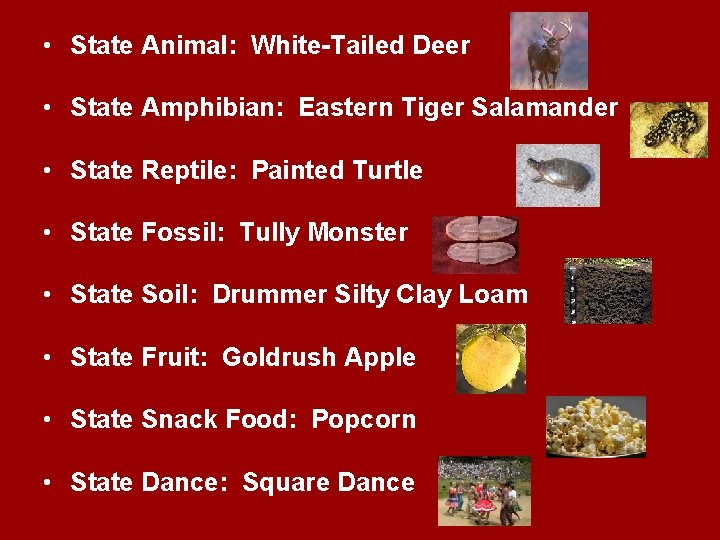  • State Animal: White-Tailed Deer • State Amphibian: Eastern Tiger Salamander • State