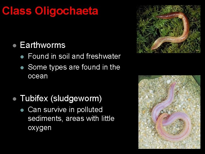 Class Oligochaeta l Earthworms l l l Found in soil and freshwater Some types Class Oligochaeta l Earthworms l l l Found in soil and freshwater Some types