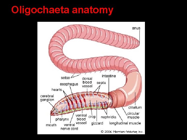 Oligochaeta anatomy Oligochaeta anatomy