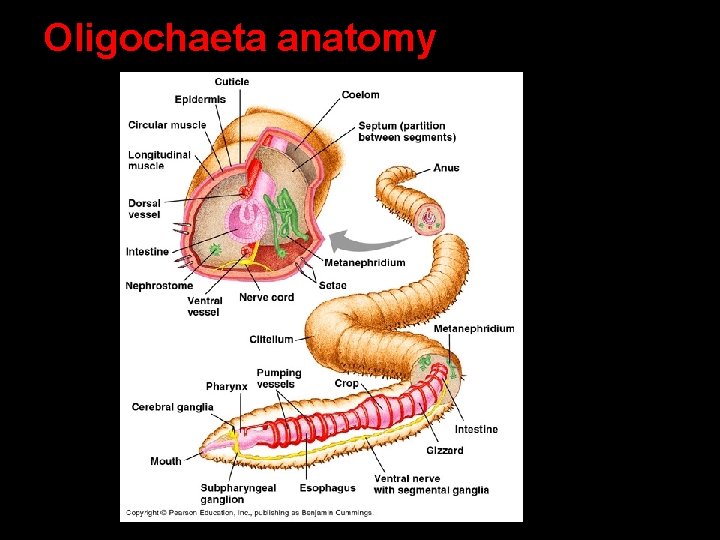Oligochaeta anatomy Oligochaeta anatomy