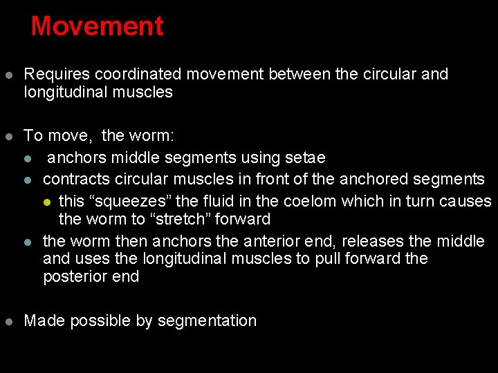 Movement l Requires coordinated movement between the circular and longitudinal muscles l To move, Movement l Requires coordinated movement between the circular and longitudinal muscles l To move,