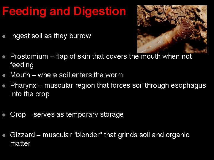 Feeding and Digestion l Ingest soil as they burrow l Prostomium – flap of Feeding and Digestion l Ingest soil as they burrow l Prostomium – flap of