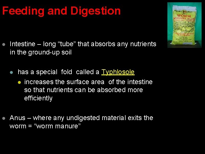Feeding and Digestion l Intestine – long “tube” that absorbs any nutrients in the Feeding and Digestion l Intestine – long “tube” that absorbs any nutrients in the