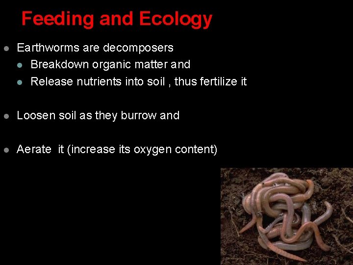 Feeding and Ecology l Earthworms are decomposers l Breakdown organic matter and l Release Feeding and Ecology l Earthworms are decomposers l Breakdown organic matter and l Release