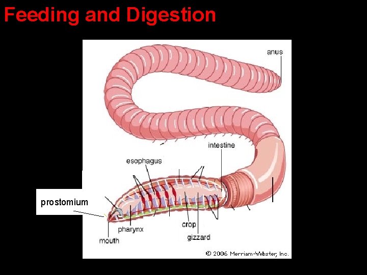 Feeding and Digestion prostomiumm Feeding and Digestion prostomiumm