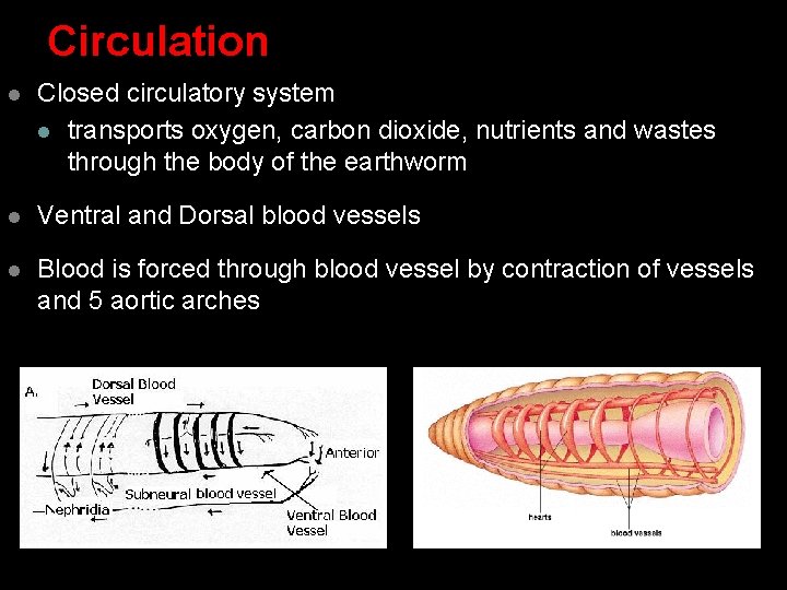 Circulation l Closed circulatory system l transports oxygen, carbon dioxide, nutrients and wastes through Circulation l Closed circulatory system l transports oxygen, carbon dioxide, nutrients and wastes through