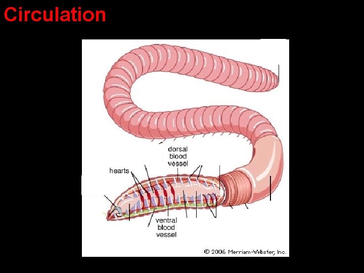 Circulation Circulation