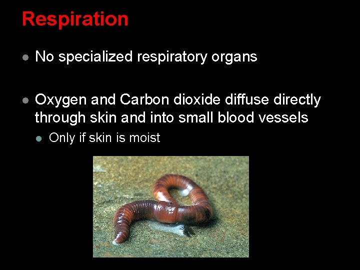 Respiration l No specialized respiratory organs l Oxygen and Carbon dioxide diffuse directly through Respiration l No specialized respiratory organs l Oxygen and Carbon dioxide diffuse directly through
