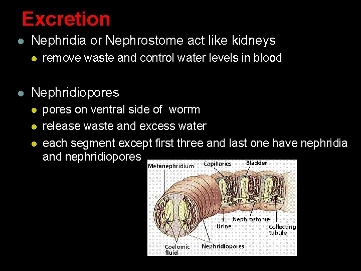 Excretion l Nephridia or Nephrostome act like kidneys l l remove waste and control Excretion l Nephridia or Nephrostome act like kidneys l l remove waste and control