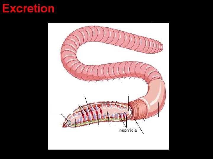 Excretion Excretion